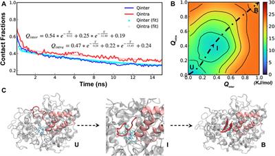 Coupled binding and folding of disordered SPIN N-terminal region in myeloperoxidase inhibition